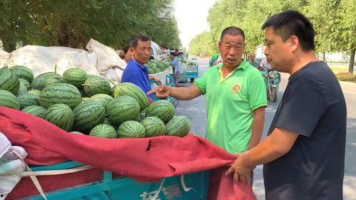 韩寺小吊瓜今日价钱多少,市场行情一览无余”